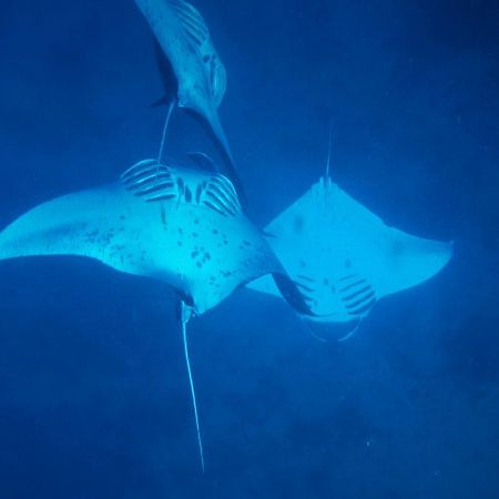Mai Dive' Astrolabe Reef Resort Naqarawalu エクステリア 写真
