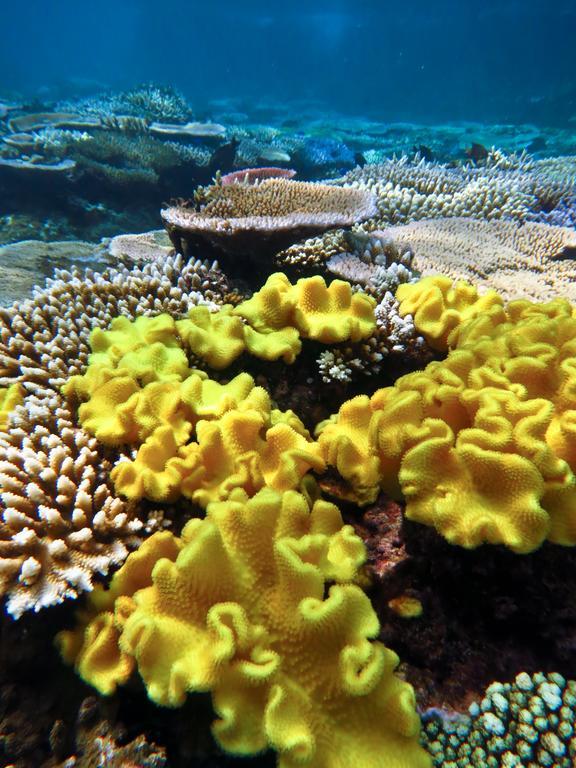 Mai Dive' Astrolabe Reef Resort Naqarawalu エクステリア 写真