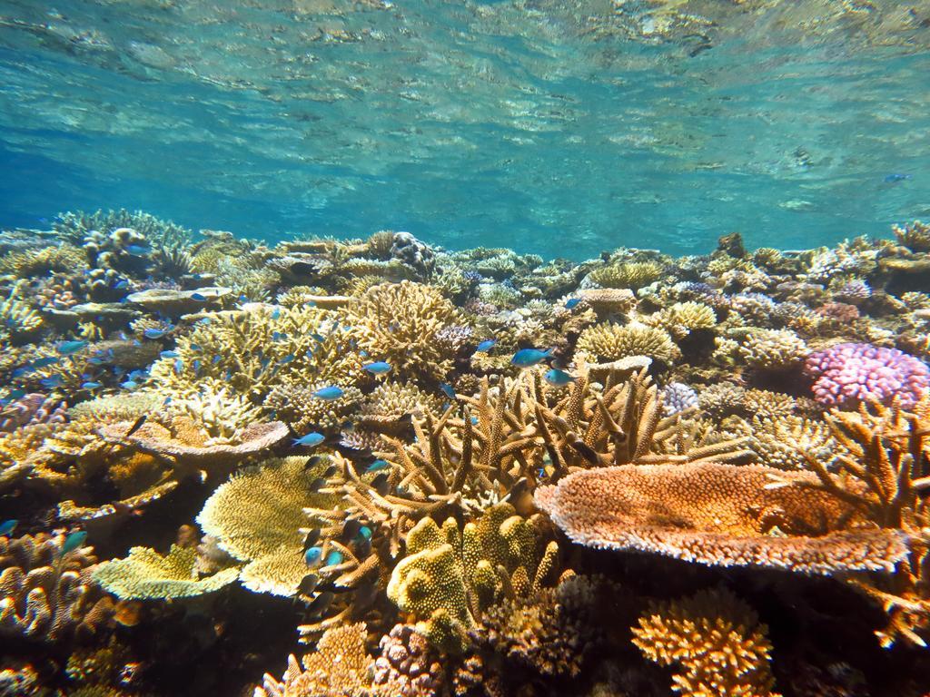 Mai Dive' Astrolabe Reef Resort Naqarawalu エクステリア 写真