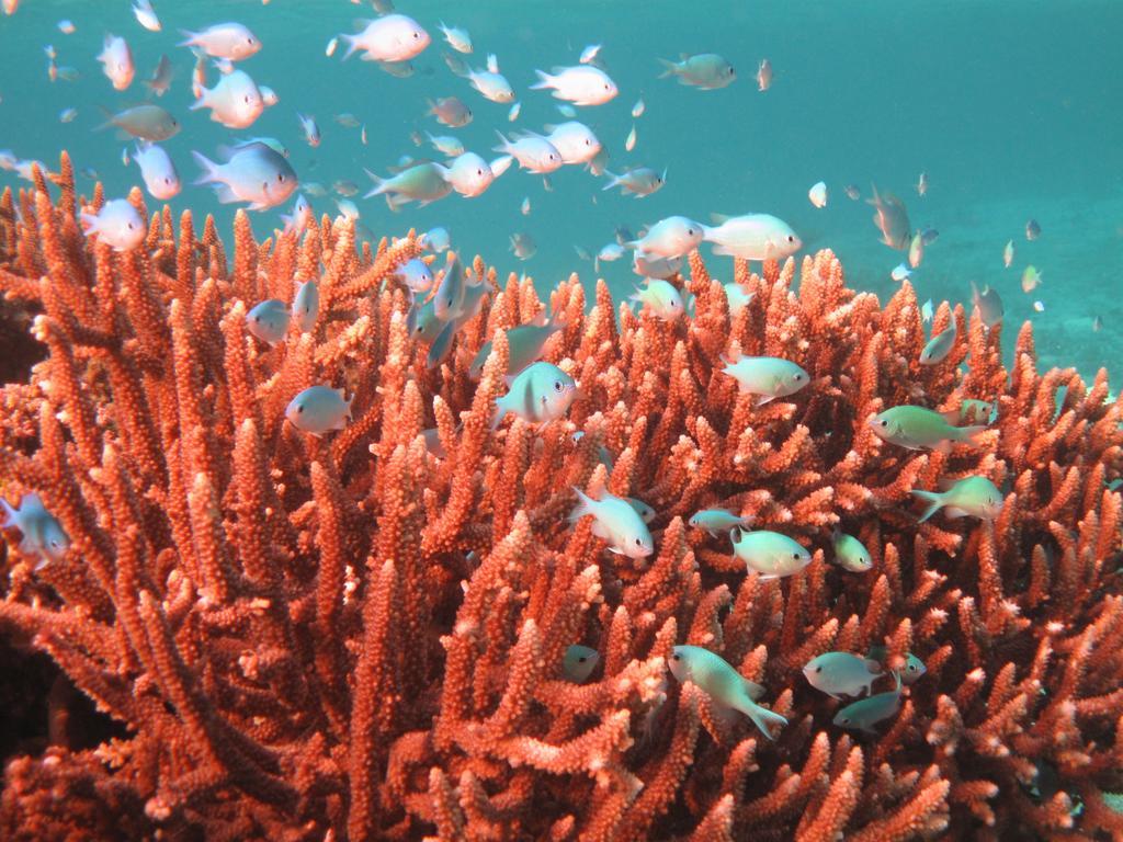 Mai Dive' Astrolabe Reef Resort Naqarawalu エクステリア 写真