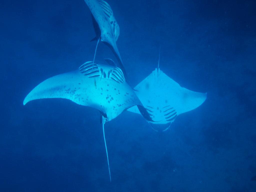 Mai Dive' Astrolabe Reef Resort Naqarawalu エクステリア 写真