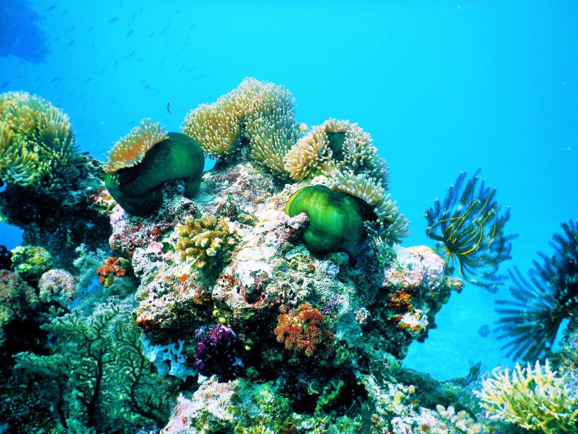 Mai Dive' Astrolabe Reef Resort Naqarawalu エクステリア 写真